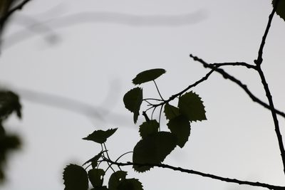 Populus grandidentata, photographed by jyoung2399