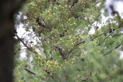 Pinus banksiana, photographed by jyoung2399