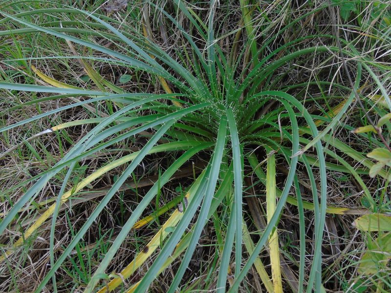 Eryngium horridum, photographed by Daniel Dias