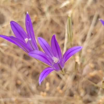 Brodiaea elegans, photographed by Peter Brastow