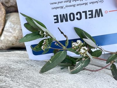Euphorbia hypericifolia