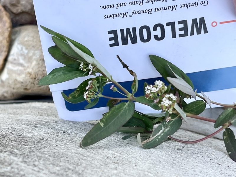 Euphorbia hypericifolia, photographed by CK2AZ