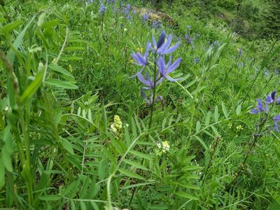 Camassia quamash, photographed by Eryne Croquet