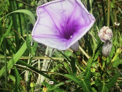 Ipomoea sagittata, photographed by Neesy Tompkins