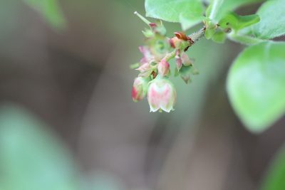 Vaccinium myrtilloides, photographed by jyoung2399
