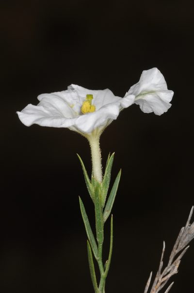 Nierembergia rigida, photographed by aacocucci