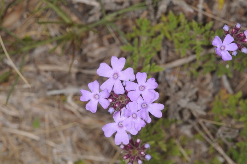 Verbena venturii, photographed by aacocucci