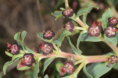 Euphorbia portulacoides, photographed by aacocucci