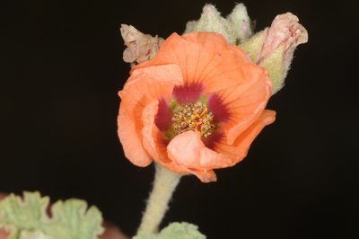 Sphaeralcea crispa, photographed by aacocucci