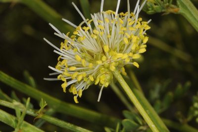 Prosopidastrum globosum, photographed by aacocucci