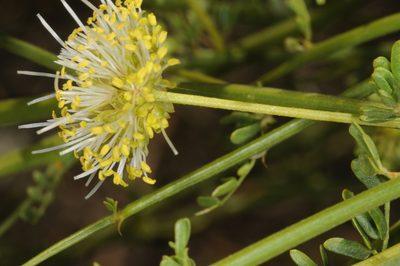 Prosopidastrum globosum, photographed by aacocucci