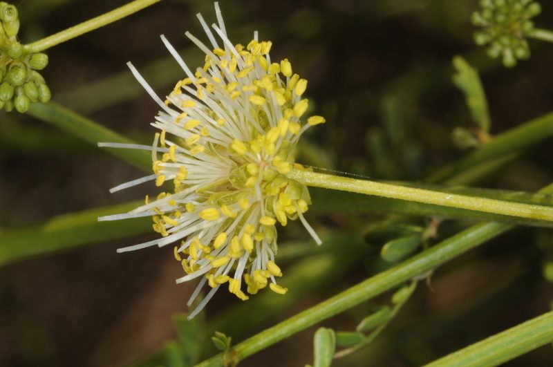 Prosopidastrum globosum, photographed by aacocucci