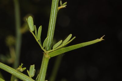Prosopidastrum globosum, photographed by aacocucci