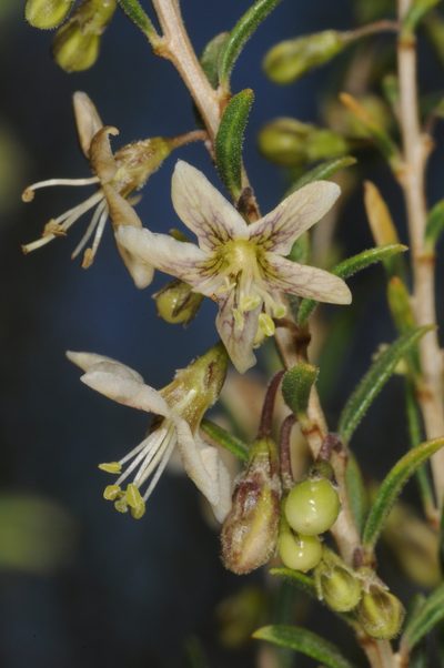 Lycium ciliatum, photographed by aacocucci