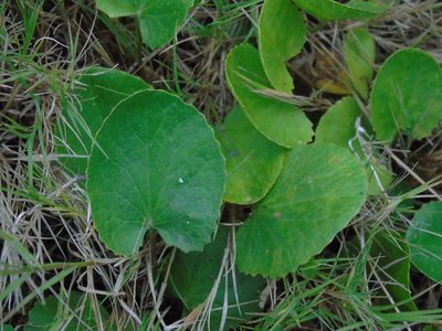 Centella asiatica, photographed by Daniel Dias