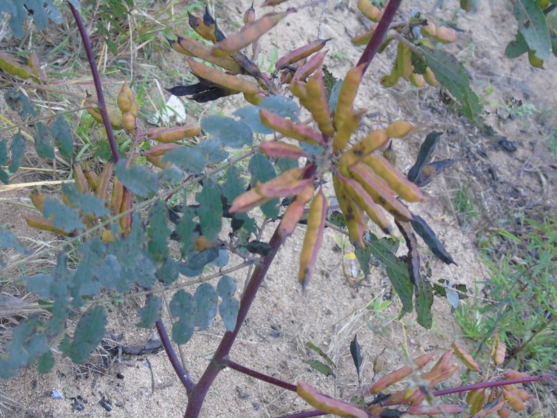 Sesbania virgata, photographed by Daniel Dias