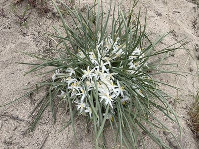 Leucocrinum montanum, photographed by Roger Rittmaster