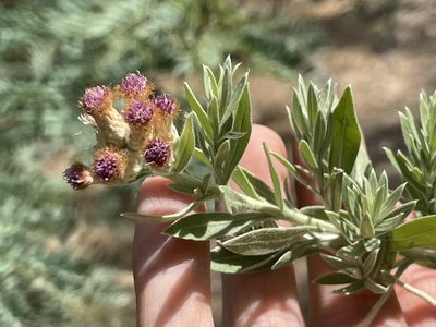 Pluchea sericea