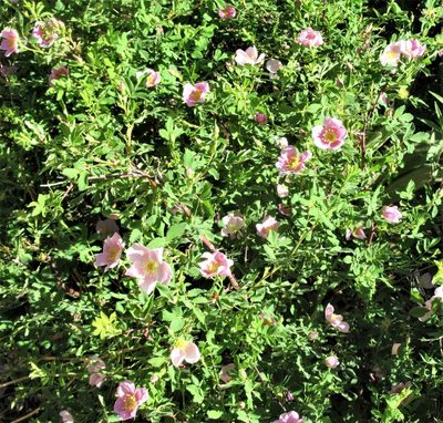 Rosa woodsii, photographed by sprcrkwild