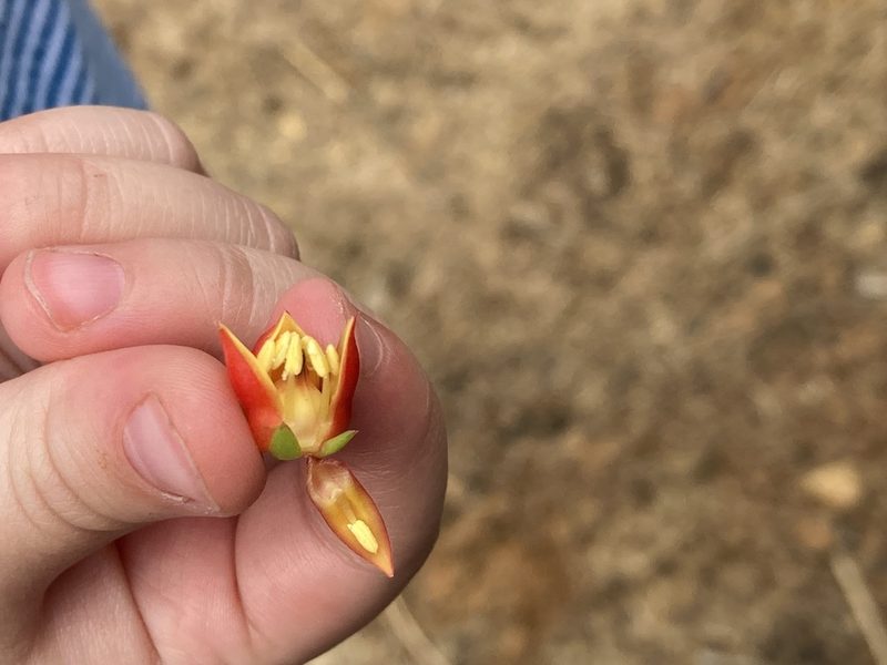 Echeveria bicolor, photographed by Andrew J. Crawford