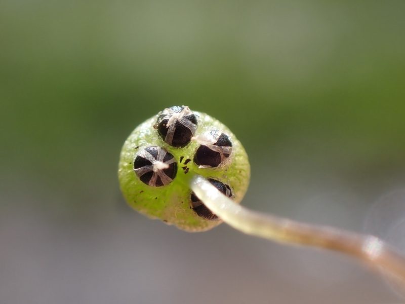 Mannia gracilis, photographed by Randal