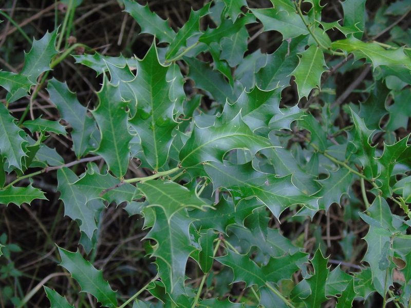 Maytenus ilicifolia, photographed by Daniel Dias