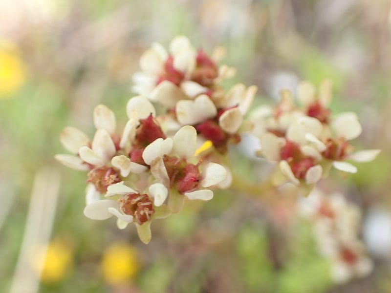 Micranthes integrifolia, photographed by Randal
