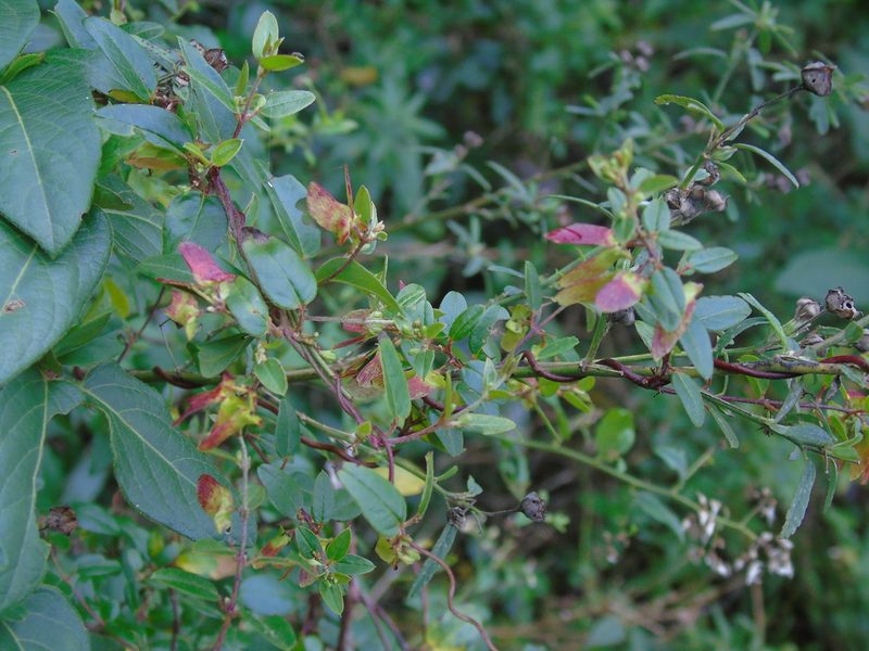 Janusia guaranitica, photographed by Daniel Dias