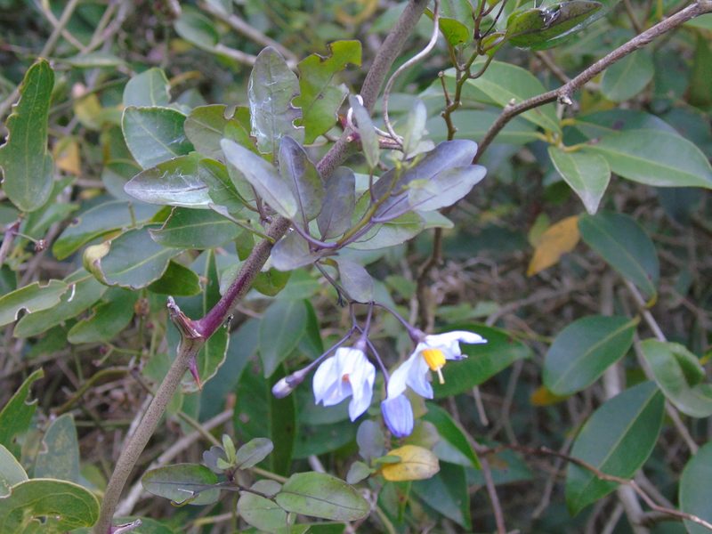 Solanum laxum, photographed by Daniel Dias