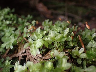 Rhizomnium glabrescens, photographed by Randal