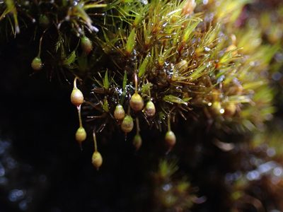Blindia acuta, photographed by Randal