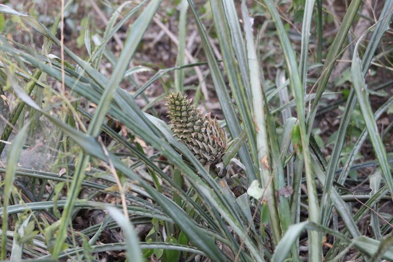 Ananas macrodontes, photographed by demianlescano