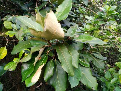 Heritiera littoralis