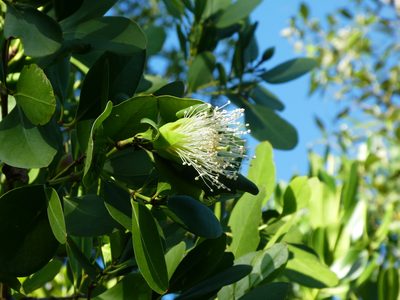 Sonneratia alba, photographed by Steve Fitzgerald