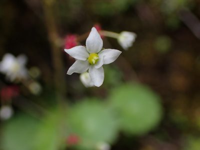 Micranthes mertensiana, photographed by Randal