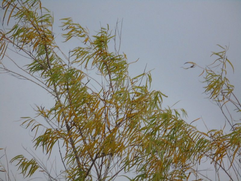 Salix humboldtiana, photographed by Daniel Dias