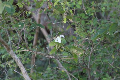 Bauhinia forficata, photographed by demianlescano