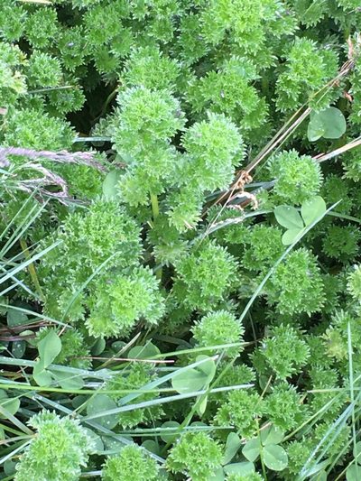 Urtica flabellata, photographed by David Parra Puente