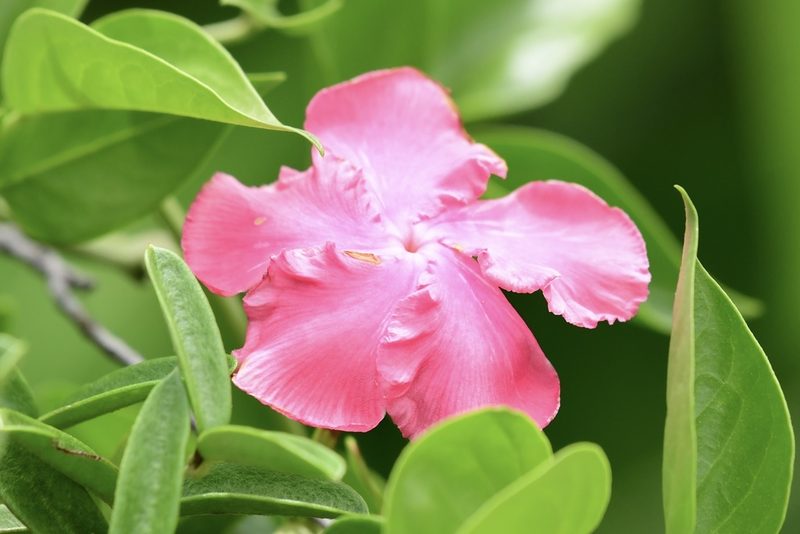 Mesechites roseus, photographed by Robin White