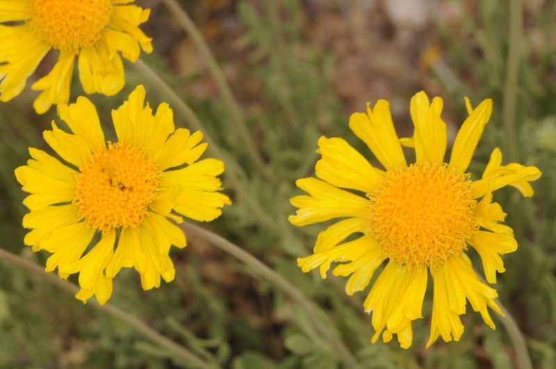 Gaillardia cabrerae, photographed by aacocucci