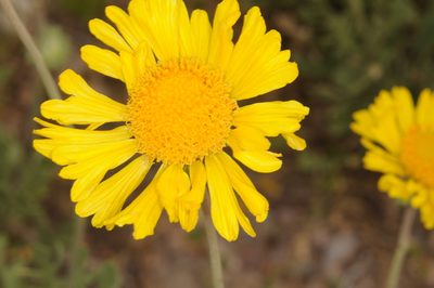 Gaillardia cabrerae, photographed by aacocucci