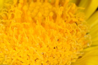 Gaillardia cabrerae, photographed by aacocucci
