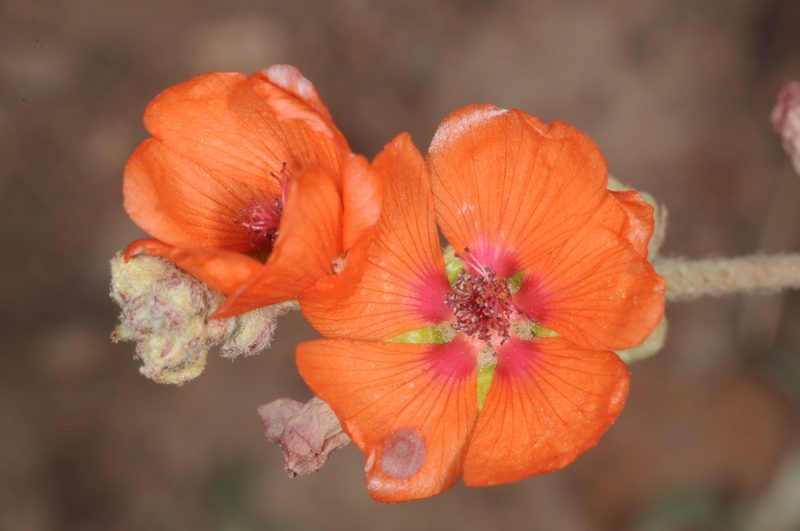 Sphaeralcea crispa, photographed by aacocucci