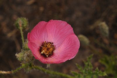 Lecanophora heterophylla, photographed by aacocucci