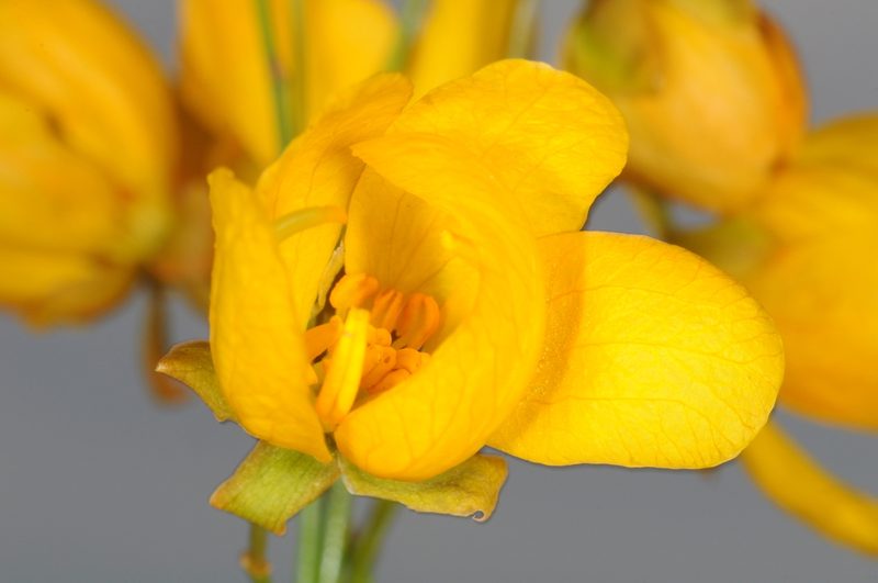 Senna pachyrrhiza, photographed by aacocucci