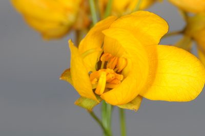 Senna pachyrrhiza, photographed by aacocucci