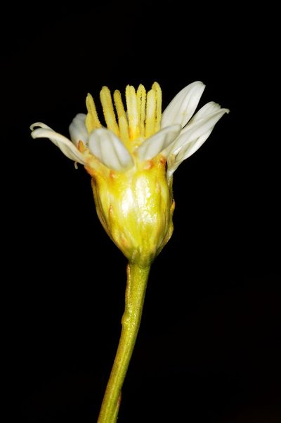 Gutierrezia gilliesii, photographed by aacocucci