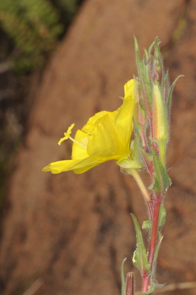 Oenothera odorata, photographed by aacocucci
