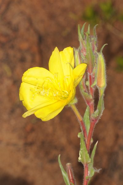 Oenothera odorata, photographed by aacocucci