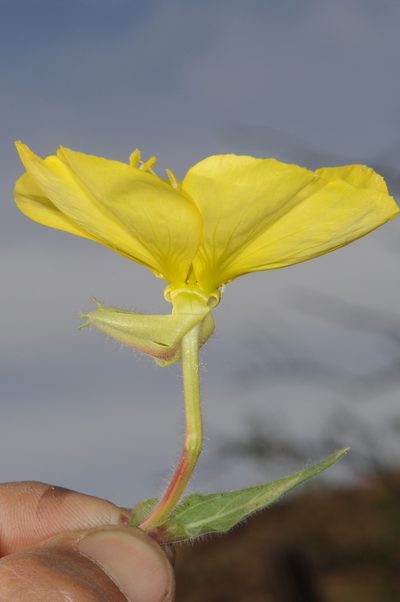 Oenothera odorata, photographed by aacocucci